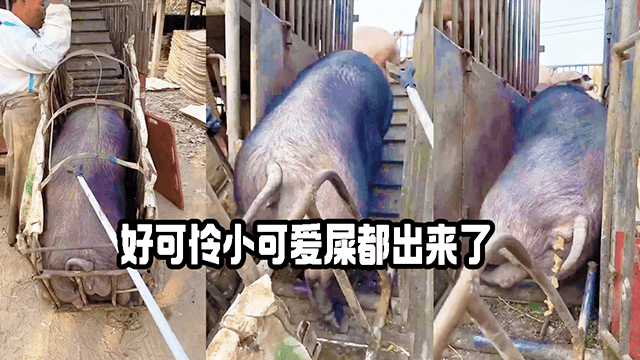 好可怜小可爱 屎都出来了