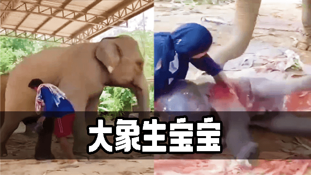 大象生宝宝